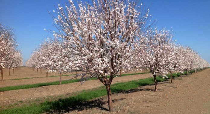 Almendro Revista De Flores Plantas Jardiner A Paisajismo Y Medio