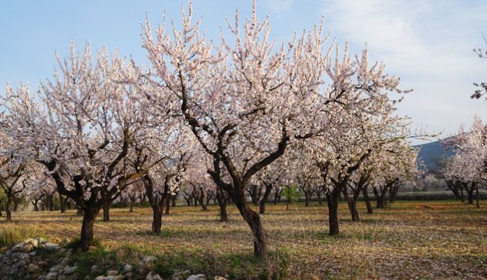 Almendro Revista De Flores Plantas Jardiner A Paisajismo Y Medio