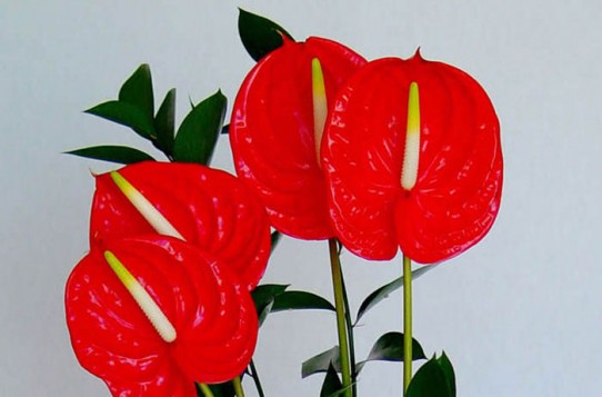 Anthurium andreanum Revista de Flores Plantas Jardinería