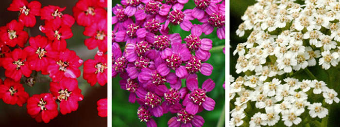 Achillea millefolium variedades