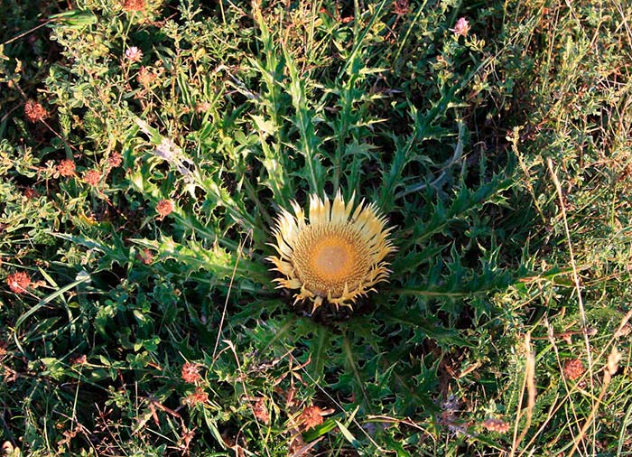 Carlina acaulis 2