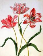 aria Sibylla Three tulips Sun