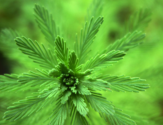 Myriophyllum como planta acuática