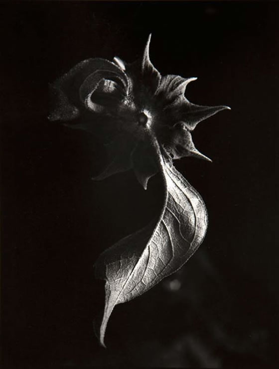 Paul Caponigro