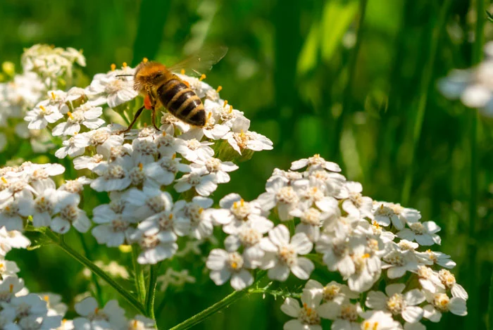 Abeja polinizando flores blancas silvestres