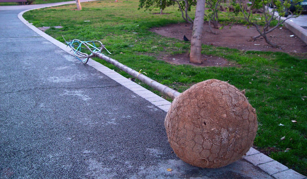 arbol preparado para su plantacion