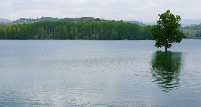 Árbol sobre el lago