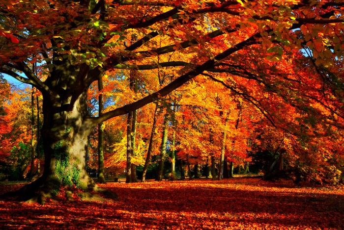 Details 120 árboles de hojas caducas en otoño
