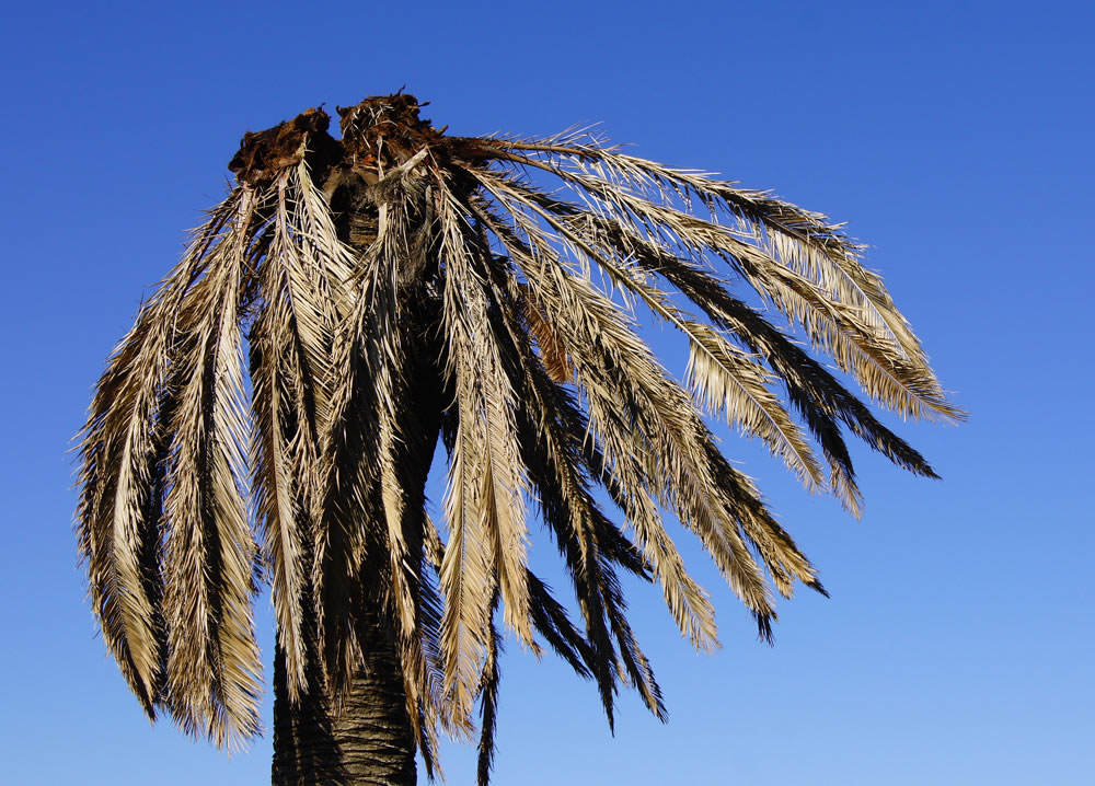 ataque picudo palmera