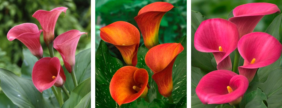 Cultivo de la cala de colores | Revista de Flores, Plantas, Jardinería,  Paisajismo y Medio ambiente