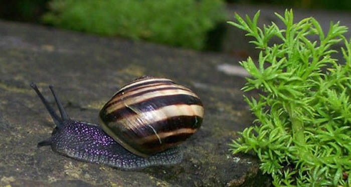 caracol en el jardín