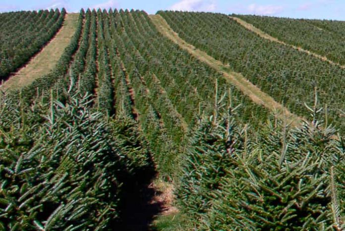 Cultivo de abetos de Navidad de la especie Abies