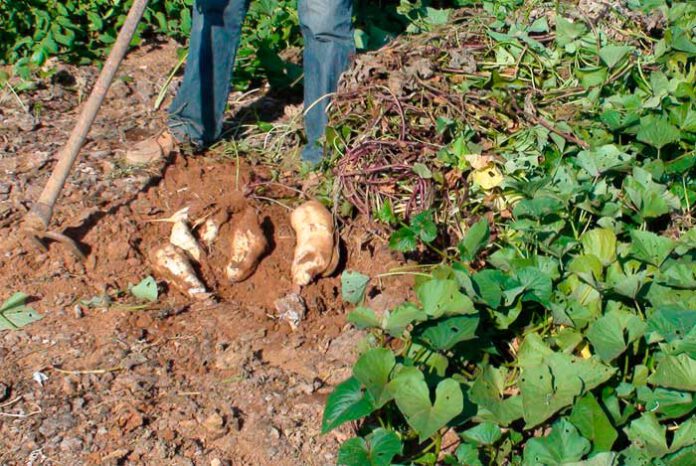 Cultivo del boniato o Ipomoea batatas en un bricohuerto