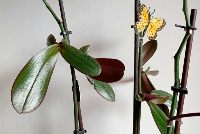 Detalle de keikis en Phalaenopsis