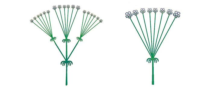 Esquema de flor en umbela simple o compuesta