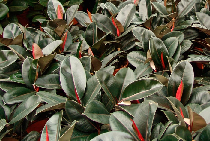 Ficus robusta en cultivo