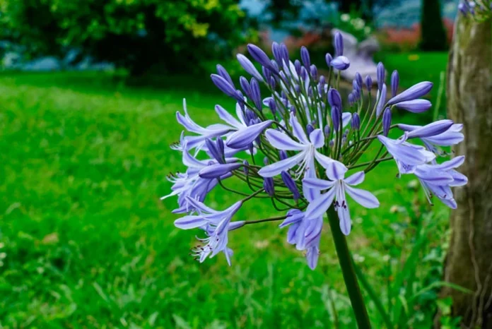 Flor de Agapanthus africanus en umbela