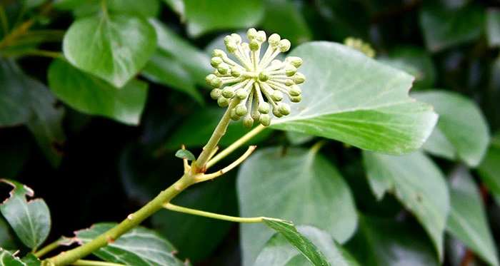 Flor de hiedra en umbela