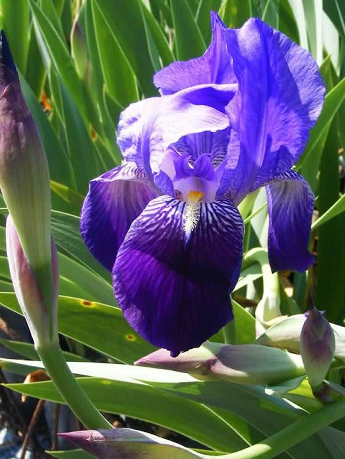 Iris germanica | Revista de Flores, Plantas, Jardinería, Paisajismo y Medio  ambiente
