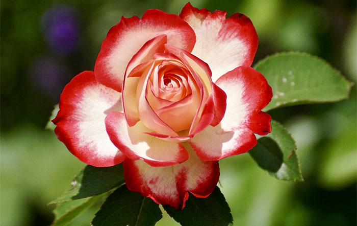 Las rosas  Revista de Flores, Plantas, Jardinería, Paisajismo y