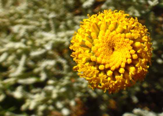 Flores de Santolina