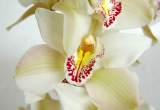 flor de cymbidium