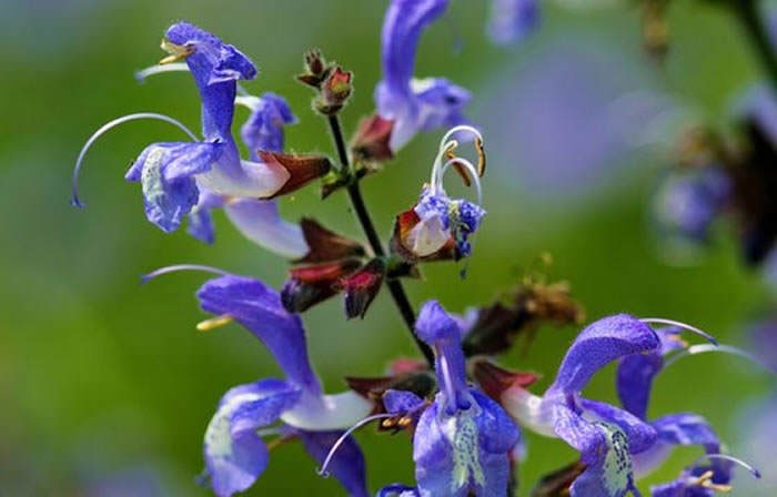 Salvia officinalis | Revista de Flores, Plantas, Jardinería, Paisajismo y  Medio ambiente