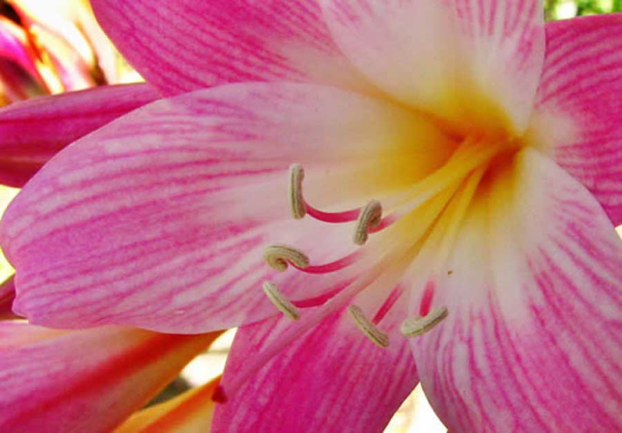 Noveno Brillante dentista Amaryllis belladonna | Revista de Flores, Plantas, Jardinería, Paisajismo y  Medio ambiente