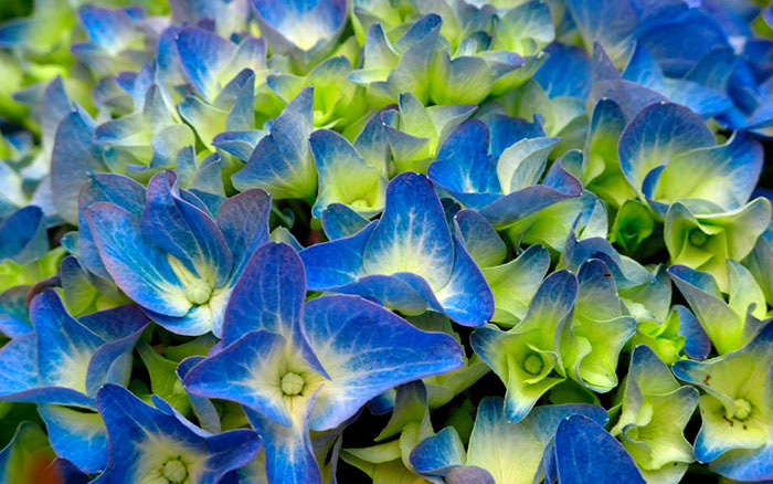 Flores azules de hortensias | Revista de Flores, Plantas, Jardinería,  Paisajismo y Medio ambiente