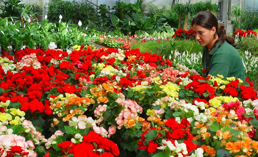 Flores de Begonia elatior