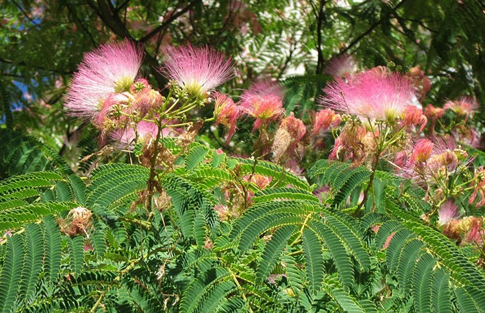 Árboles de hoja caduca | Revista de Flores, Plantas, Jardinería, Paisajismo  y Medio ambiente