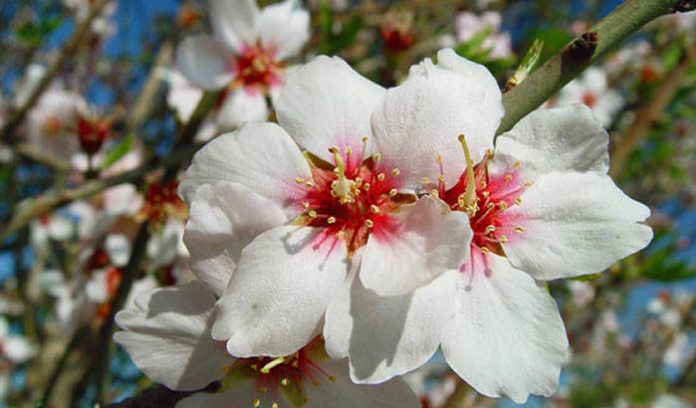 Almendro Revista De Flores Plantas Jardiner A Paisajismo Y Medio Ambiente