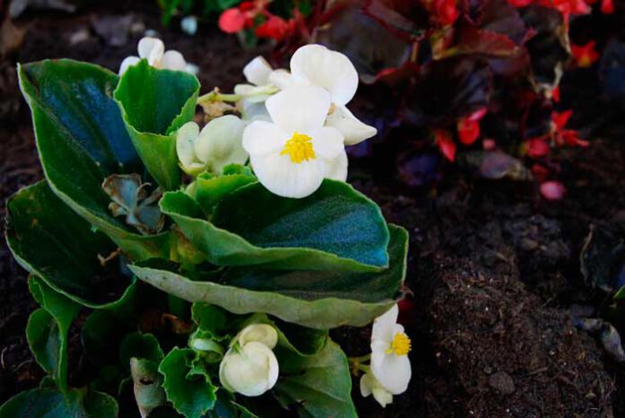 Flores de Begonia semperflorens