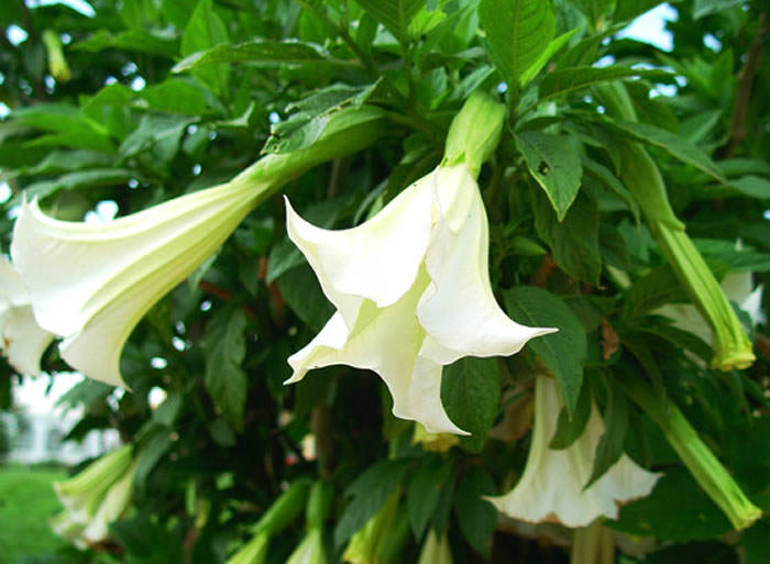 Flores de brugmansia