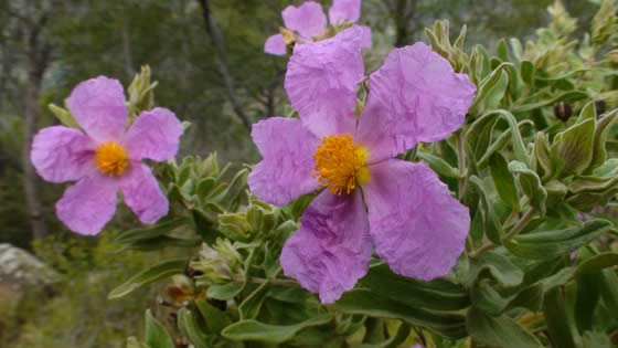 Flores de Cistus albidus