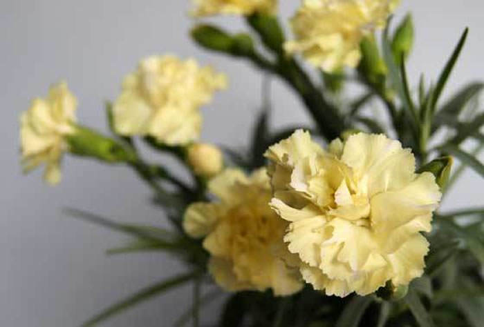 flores de dianthus amarillo