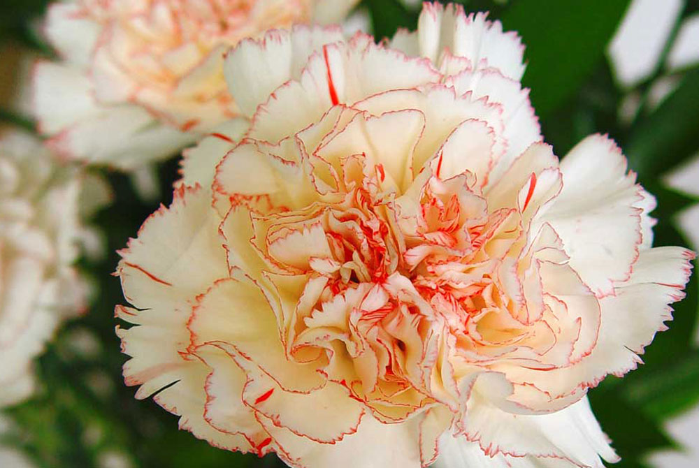 Dianthus caryophyllus, el clavel | Revista de Flores, Plantas, Jardinería,  Paisajismo y Medio ambiente