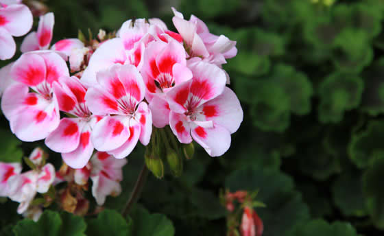 Flores de geranios | Revista de Flores, Plantas, Jardinería, Paisajismo ...