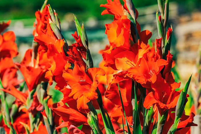 Sandalias laberinto semanal Bulbos de primavera | Revista de Flores, Plantas, Jardinería, Paisajismo y  Medio ambiente