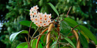 Hoya carnosa Revista de Flores Plantas Jardinería Paisajismo y Medio ambiente