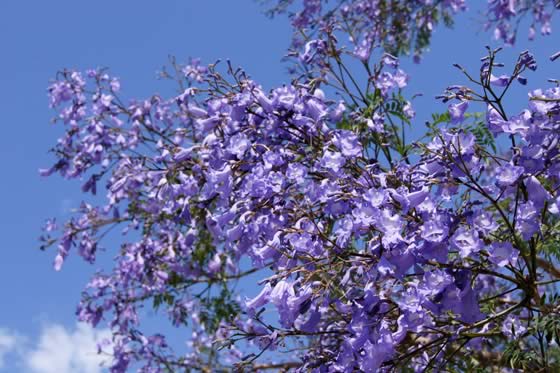 Flores de Jacaranda mimosifolia