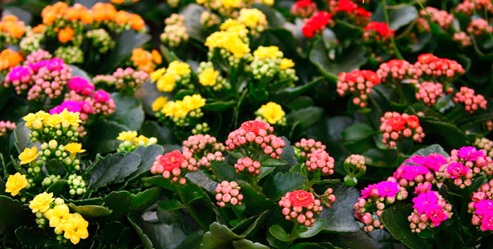 Plantas de interior con flor | Revista de Flores, Plantas, Jardinería,  Paisajismo y Medio ambiente