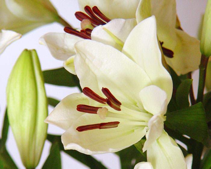 El Lilium | Revista de Flores, Plantas, Jardinería, Paisajismo y Medio  ambiente