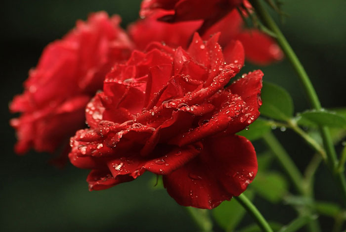 Pétalos de rosa y sus beneficios - Blog de flores y noticias frescas