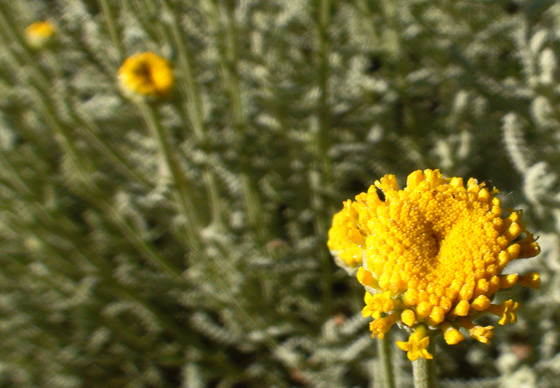 Flores de Santolina