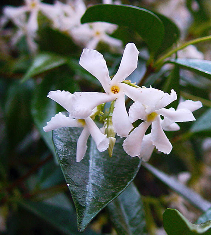 Rhynchospermum jasminoide o Trachelospermum jasminoides | Revista de  Flores, Plantas, Jardinería, Paisajismo y Medio ambiente