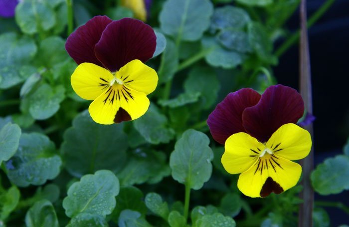 Las Violas en jardinería | Revista de Flores, Plantas, Jardinería,  Paisajismo y Medio ambiente