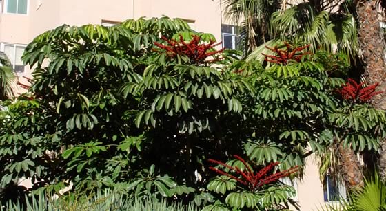 Schefflera actinophylla como planta de exterior