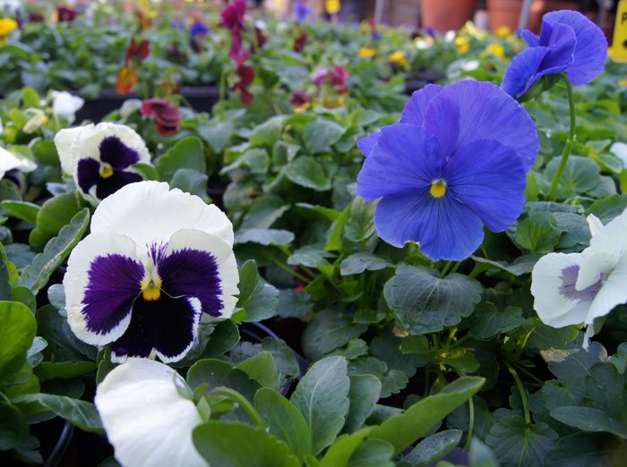 Las Violas en jardinería | Revista de Flores, Plantas, Jardinería,  Paisajismo y Medio ambiente