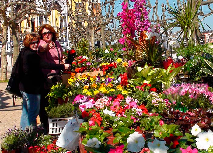 Flores y plantas